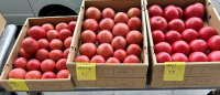 tomato