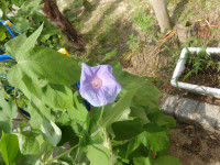 IMGP0002